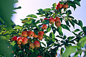 Malus 'John Downie' (ornamental apple)