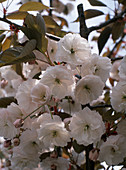 Prunus Avium 'Plena'