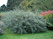 Salix elaeagnos syn. Salix incana