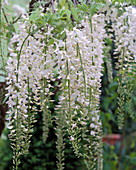 Wisteria floribunda 'Alba' (white wisteria)