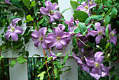 Clematis viticella 'Prince Charles' (Clematis)