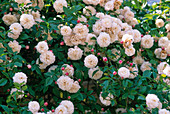 Pink 'Felicite Perpetue' (Rambler rose, one time flowering)