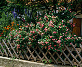 Clove-flowered shrub rose