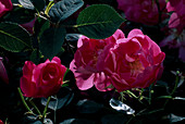 Pink 'Dusterlohe') Climbing Rose, Rambler), one time flowering