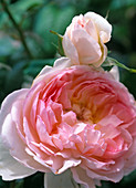 Pink 'Kir Royal' climbing rose