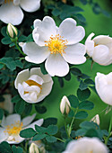 Rosa pimpinellifolia syn. spinosissima