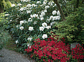 Rhododendron UND AZALEA
