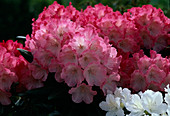Rhododendron - HYBR.