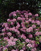Rhododendron 'ROSEUM SUPERBUM'