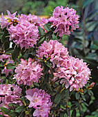 Rhdodendron Impeditum