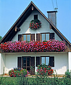 House with geranium 'Ville De Paris'