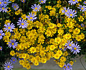 Chrysanthemum tenuiloba