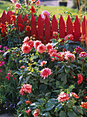 Dahlia, flowerbed in front of red fence