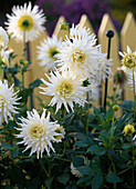 Dahlia 'My Love' (white cactus dahlia)