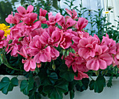 Pelargonium