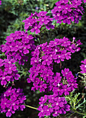 Verbena-Hybride 'Tapien' Blau