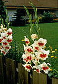 Gladiolus (Gladiole) am Zaun