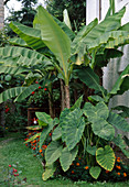 Japanische Faser-Banane (Musa basjoo), Taro (Colocasia esculenta)