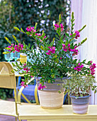Polygalax dalmaisiana (finial), Pelargonium fragrans