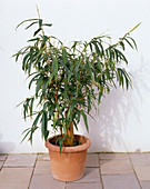 Bambusa vulgaris 'Striata' (Bambus)