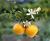 Citrus aurantium Var.myrtifolia