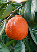 Citrus reticulata 'Minneola'