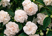 Impatiens walleriana (Fleissiges Lieschen) mit weißen, gefüllten Blüten