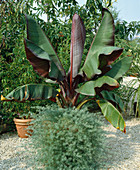 Musa X paradisiaca (ornamental banana)