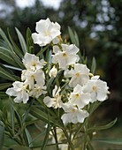Nerium oleander 'Mont Blanc'