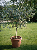 Olea (olive) in the pot