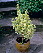 Pelargonium crispum 'Variegatum'