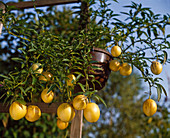 Mauerpfeffer (Solanum muricatum)