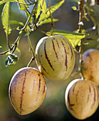Mauerpfeffer (Solanum muricatum)