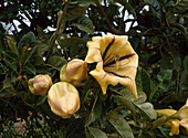 Solandra MAXIMA