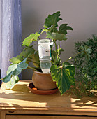 Holiday watering with inverted water bottle