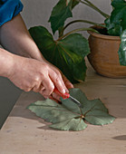 Increase leaf begonias