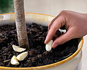 Halving the garlic cloves and place in the soil