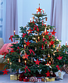 Picea omorika / Serbische Fichte als lebendiger Weihnachtsbaum mit roten Glaskerze