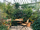 Greenhouse with Citrus, Acacia
