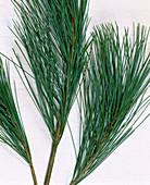 Branch of pinus (silk pine)