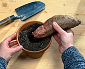 Put Ipomoea batata (sweet potato) in soil
