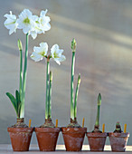 Amaryllis-from the onion to the flower