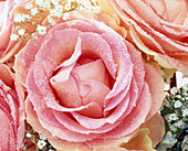 Cut rose 'Esperance' sugared