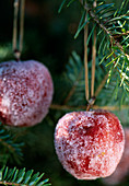 Sugared apples as a tree decoration