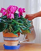 Cast cyclamen in the saucer