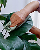 Blätter mit einem Tuch reinigen, um Staub zu entfernen