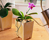 Orchideen regelmäßig gießen