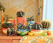 Cacti in hydroponic culture