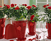 Rose chinese (pot rose) in red pots and hearts
