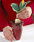 Tulpe auf glas mit Cornus-Zweigen